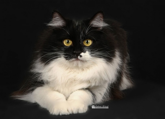 Daria Kunashir-Cat (17 mesi)