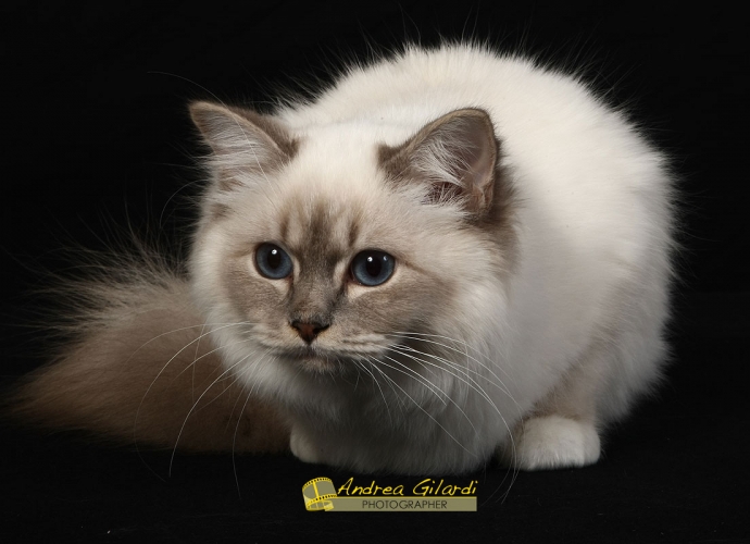 I* Birmanlicious Sade