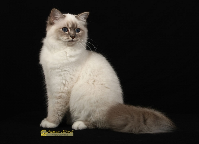 I* Birmanlicious Sade