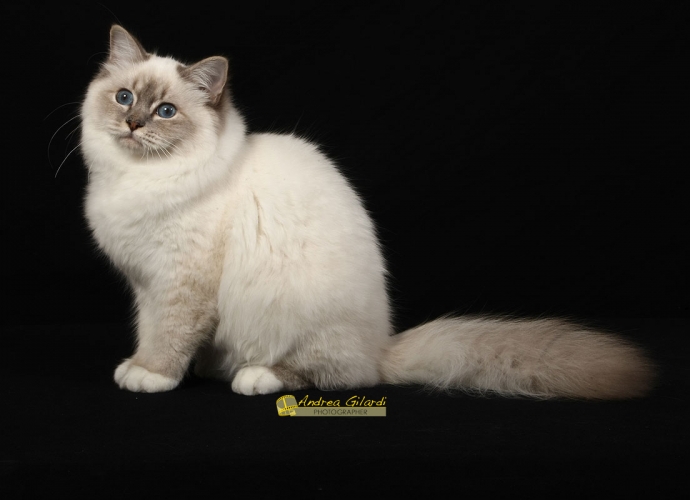 I* Birmanlicious Sade