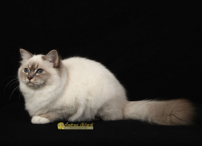 I* Birmanlicious Sade