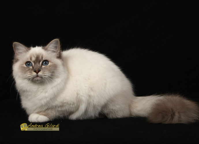 I* Birmanlicious Sade