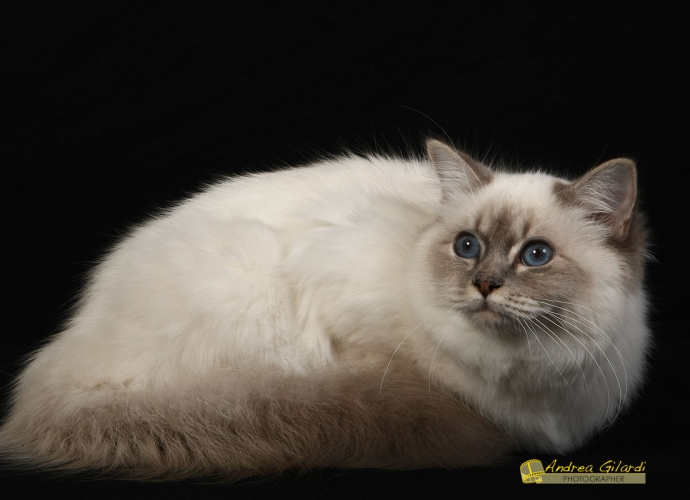 I* Birmanlicious Sade