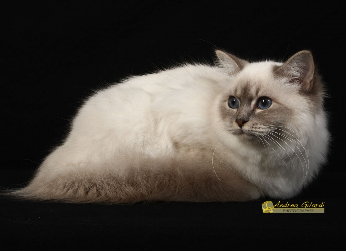 I* Birmanlicious Sade