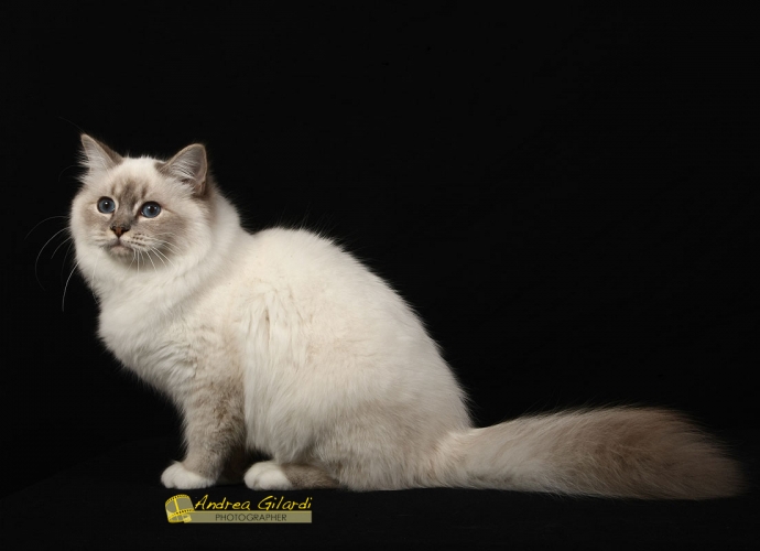 I* Birmanlicious Sade