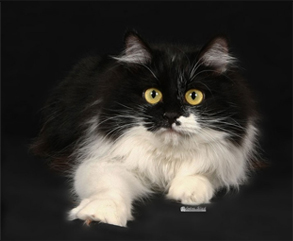 Kurilian Bobtail